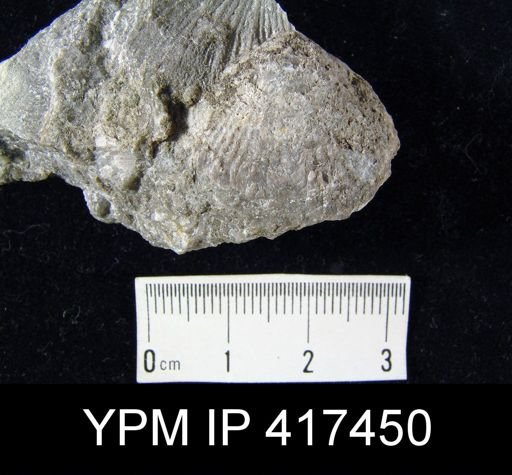 Atrypa reticularis