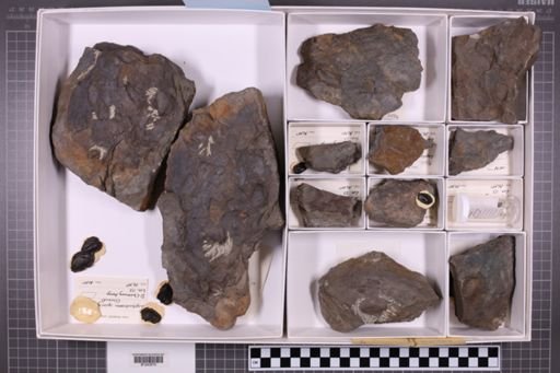mixed taxa, stratigraphic collection