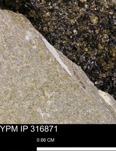 undet. Mollusca