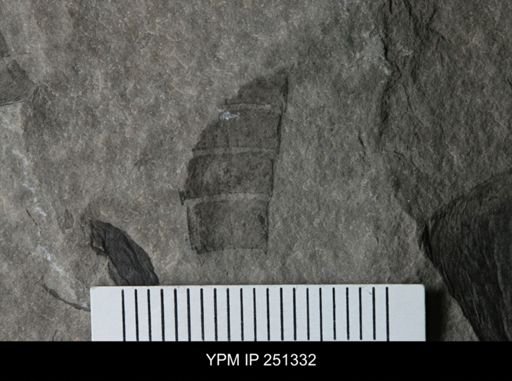 undet. Eurypterida