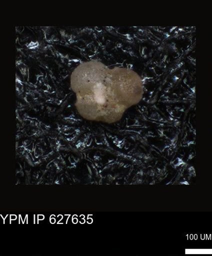 undet. Foraminiferida