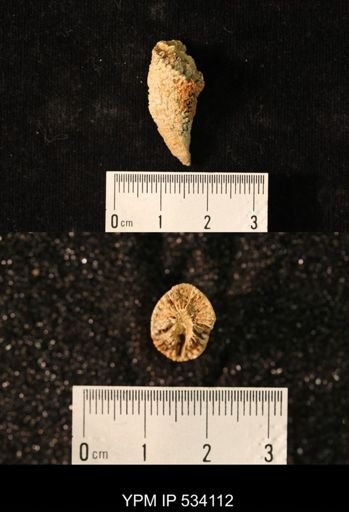 undet. Rugosa