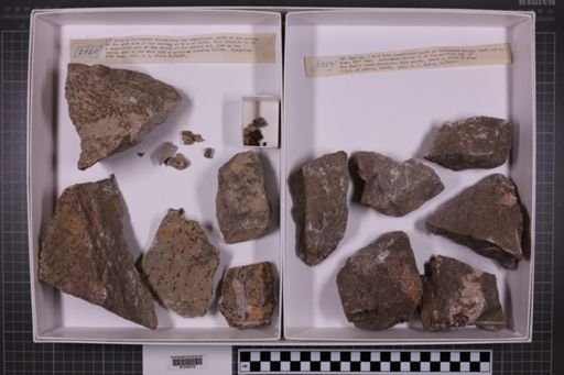 mixed taxa, stratigraphic collection