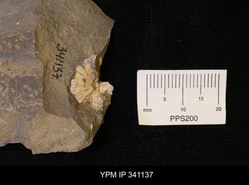Scaphites