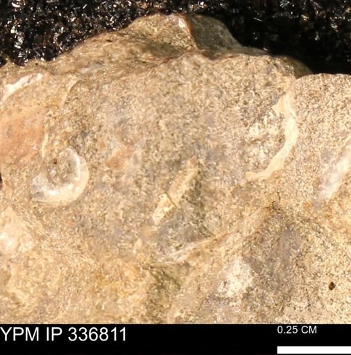 undet. Mollusca