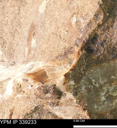 undet. Mollusca