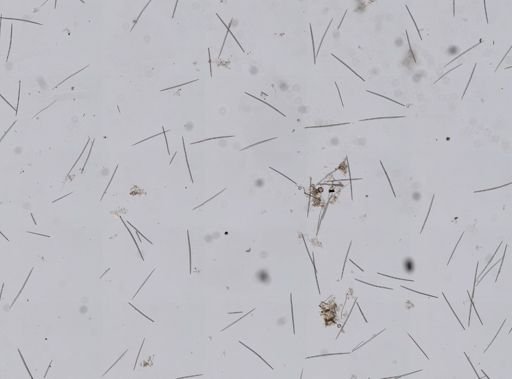 Halichondria bowerbanki