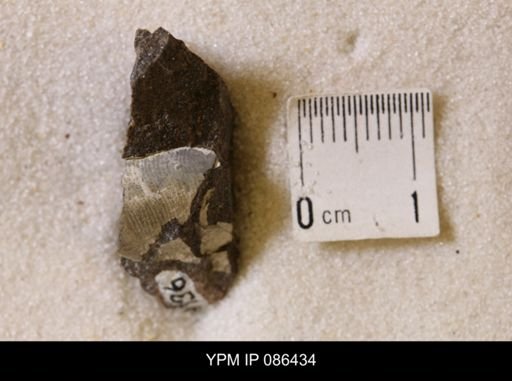 undet. Scaphitidae