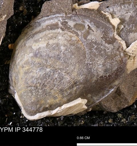 Limopsis striatopunctatus