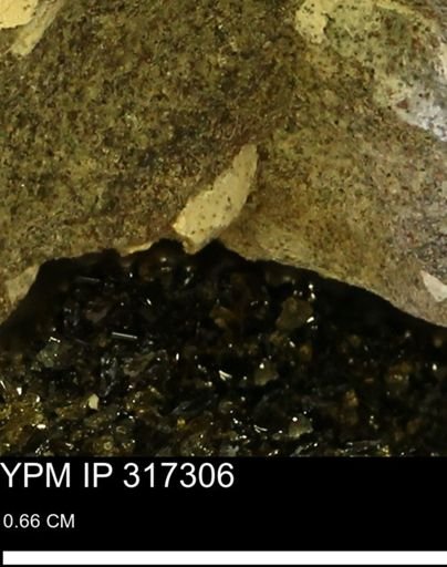 undet. Mollusca