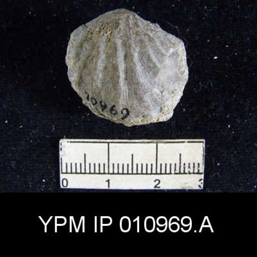 Meekella difficilis