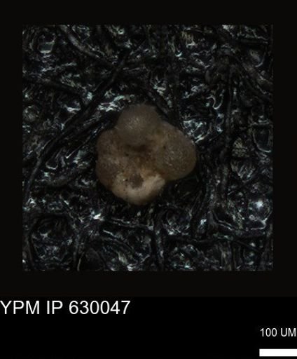 undet. Foraminiferida