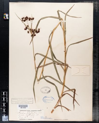 Scirpus polyphyllus