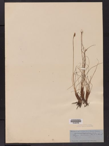 Plantae
