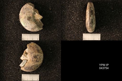 Hoploscaphites nicolletii