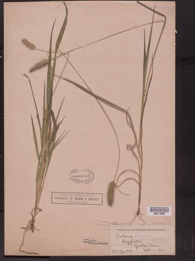 Setaria geniculata imberbis