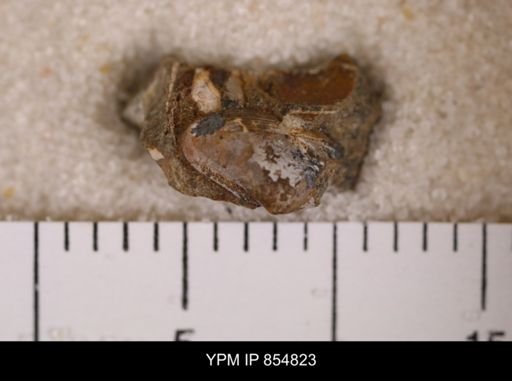 Malletia sp.