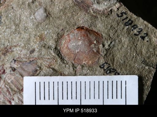 undet. Brachiopoda
