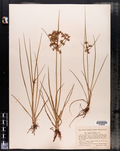 Cyperus dentatus