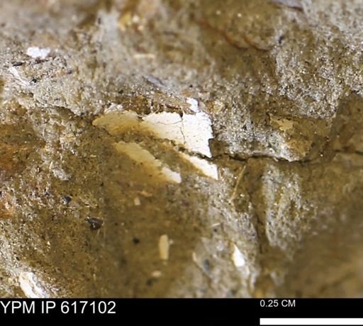 undet. Mollusca