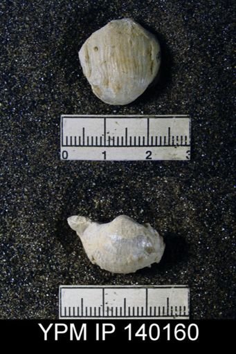 Productus (Paramarginifera) tumidus