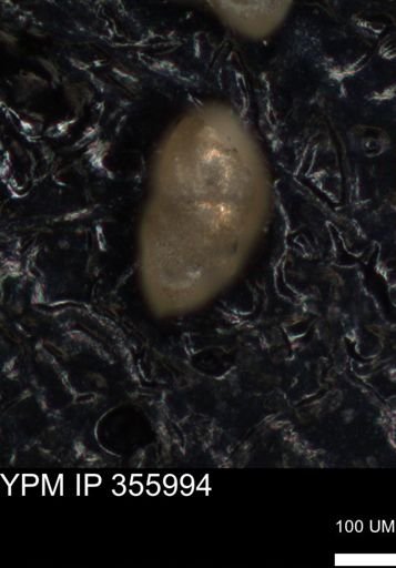 undet. Foraminiferida