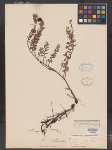 Vaccinium macrocarpon