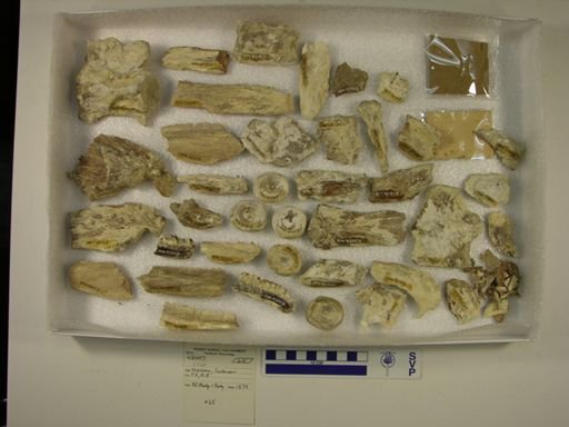undet. Ichthyodectidae