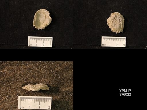 Pustula nebrascensis