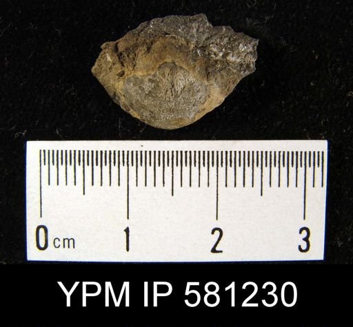 Strophodonta sp.