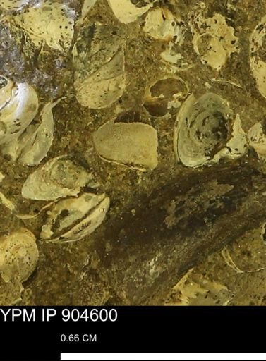Corbulamella?