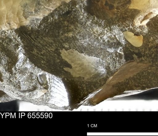 Oxytoma (Hypoxytoma) nebrascana