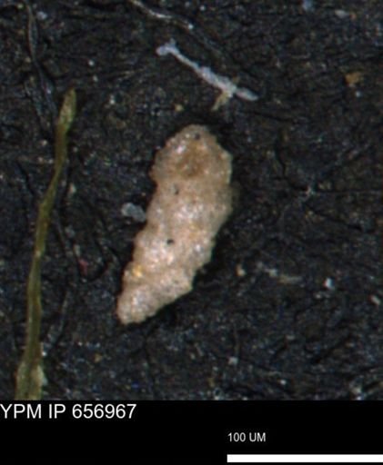 Verneuilinoides hectori