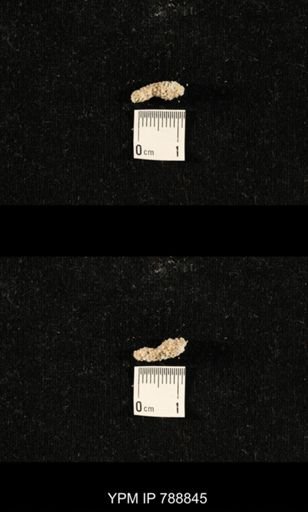 taxon undetermined
