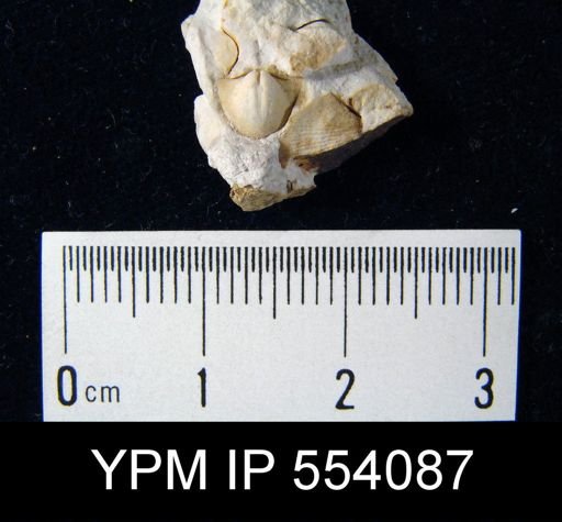 Anoplia sp.