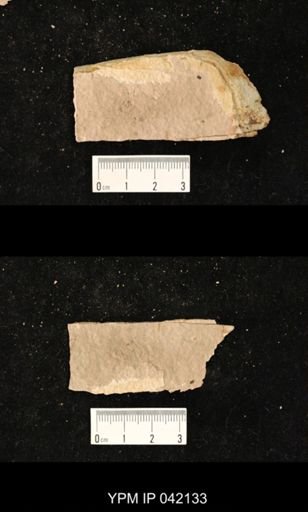 undet. Hymenoptera