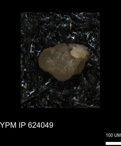 undet. Foraminiferida