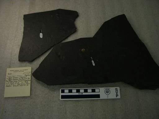 Tanytrachelos ahynis