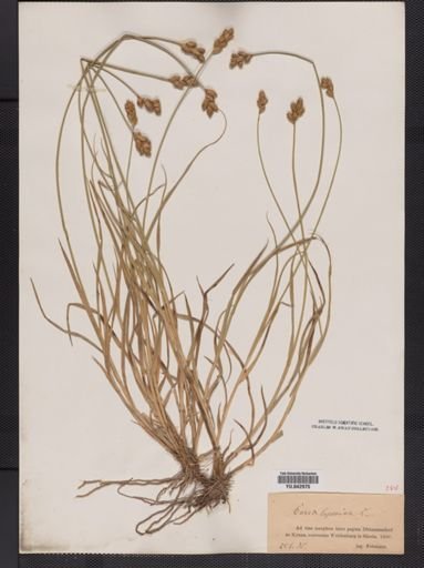 Carex leporina