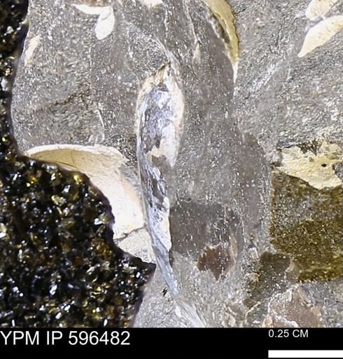 undet. Bivalvia