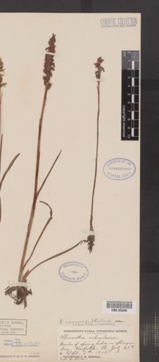 Spiranthes ochroleuca