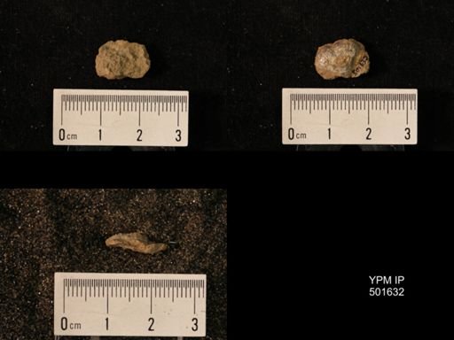 Marginifera cf. haydenensis