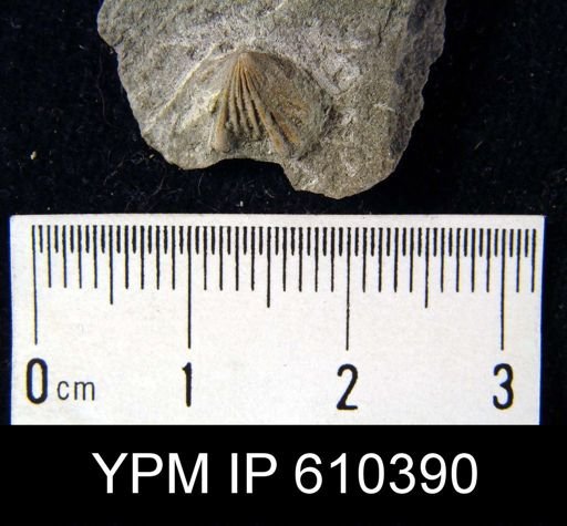 Camarotoechia sp.