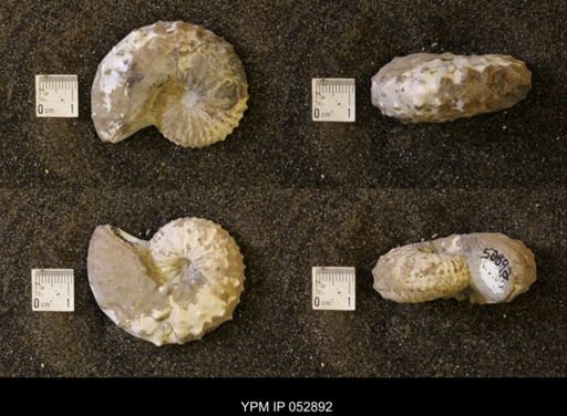 Discoscaphites gulosus