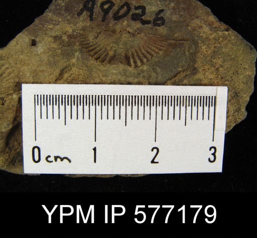 Mucrospirifer sp.