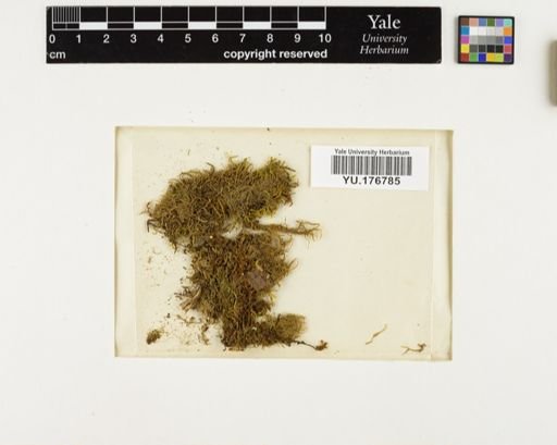 Plantae