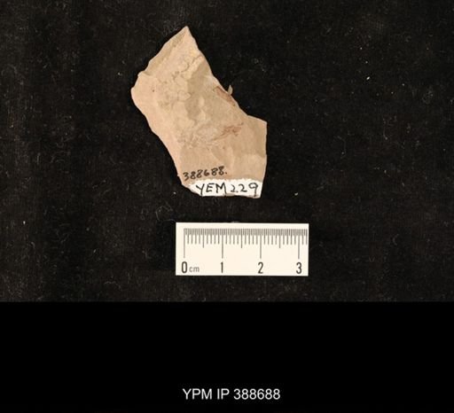 undet. Hemiptera