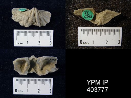 Macropleura macropleura