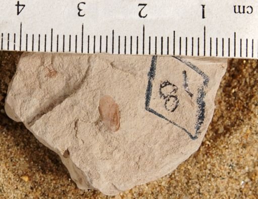 Cedrela pteraformis