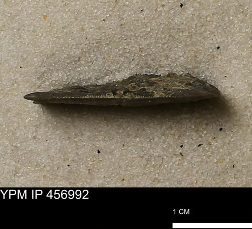 Stropheodonta sp.